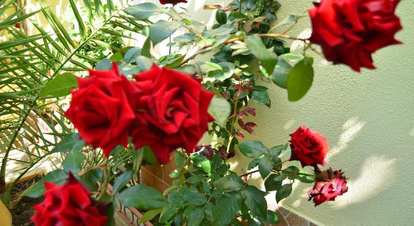 Гостиница Guest House Valentina Евпатория
